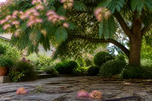 Albizia adulte avec fleurs roses et gousses tombées sur une terrasse en pierres, jardin français