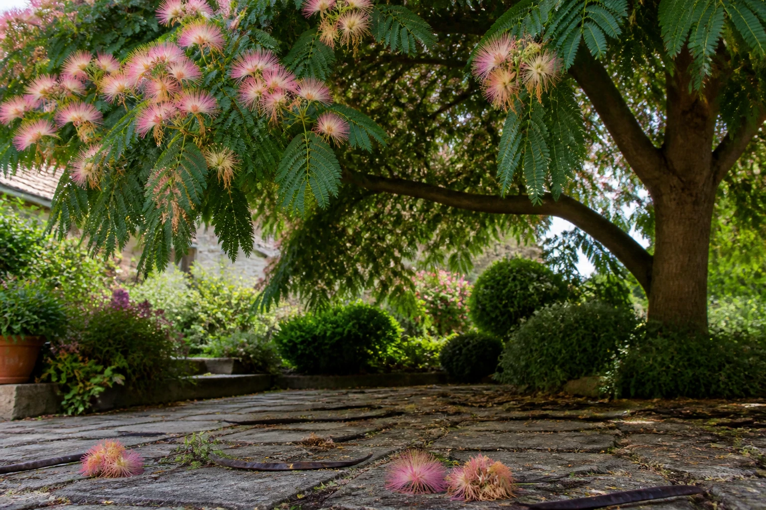 Albizia adulte avec fleurs roses et gousses tombées sur une terrasse en pierres, jardin français