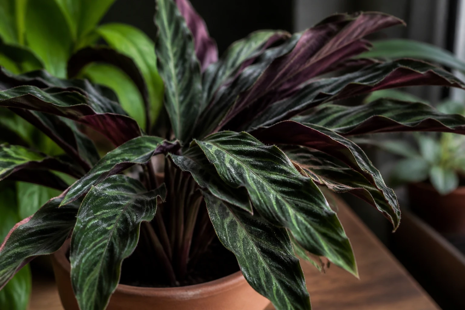 Calathea rufibarba : guide complet pour bien l&rsquo;entretenir