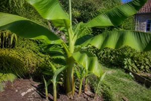 Jeune bananier avec rejets visibles au pied, jardin ensoleillé en France