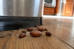 Pupes de mouche brunes et ovales sur un parquet de cuisine, vue macro rapprochée