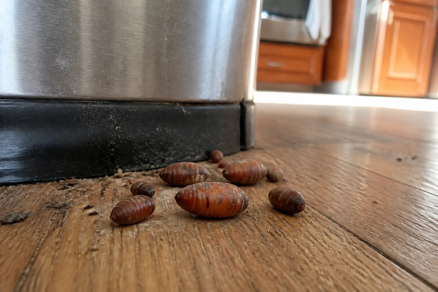 Pupe de mouche dans la maison : identifier, éliminer et prévenir