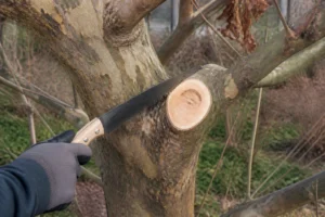 Élagage d'un platane mûrier adulte avec une scie d'élagage au printemps, coupe nette au collet de branche