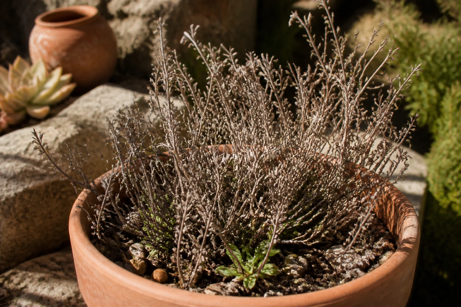 Pied de thym qui sèche dans un pot en terre cuite, feuilles brunies et tiges ligneuses avec quelques pousses vertes à la base