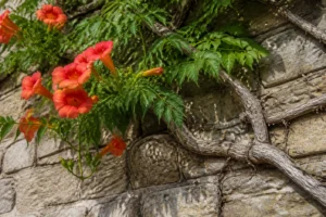 Bignone Campsis radicans aux fleurs orange grimpant sur un mur en pierre avec racines crampons visibles