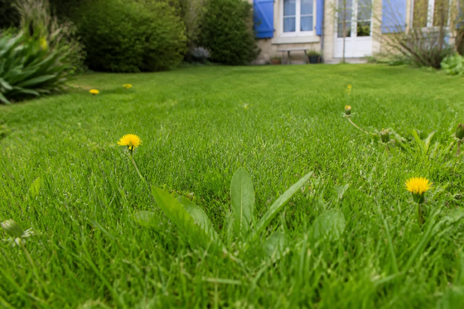 Pelouse verte avec quelques mauvaises herbes comme pissenlit et plantain en jardin résidentiel français