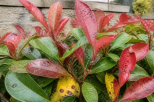 Haie de photinia avec taches brunes d'entomosporiose sur les feuilles, jardin français
