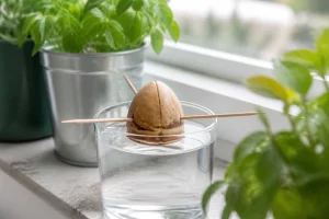 Noyau d'avocat maintenu par des cure-dents au-dessus d'un verre d'eau pour la germination