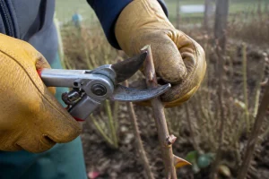 Jardinier taillant une tige de rosier avec un sécateur au-dessus d'un bourgeon extérieur
