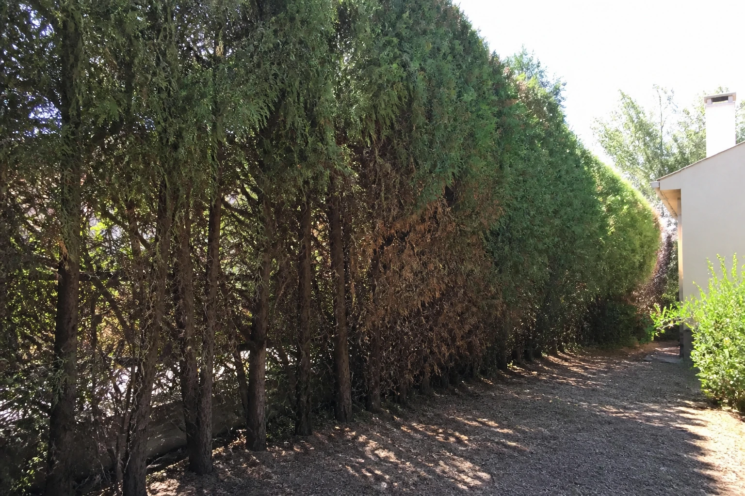 Haie de cyprès en jardin avec zone dégarnie visible, illustration des inconvénients du cyprès en haie