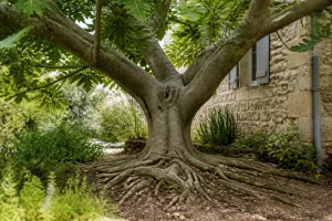 Figuier adulte planté près d'un mur en pierre avec racines apparentes au sol