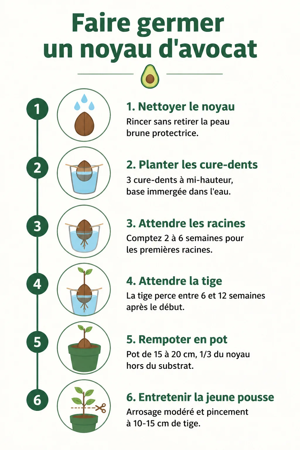 Faire germer un noyau d'avocat : 1. Nettoyer le noyau, 2. Planter les cure-dents, 3. Attendre les racines, 4. Attendre la tige, 5. Rempoter en pot, 6. Entretenir la jeune pousse