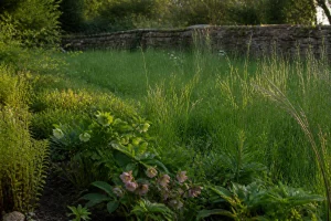 Jardin en été avec herbe haute et muret en pierre, zone propice au passage des serpents