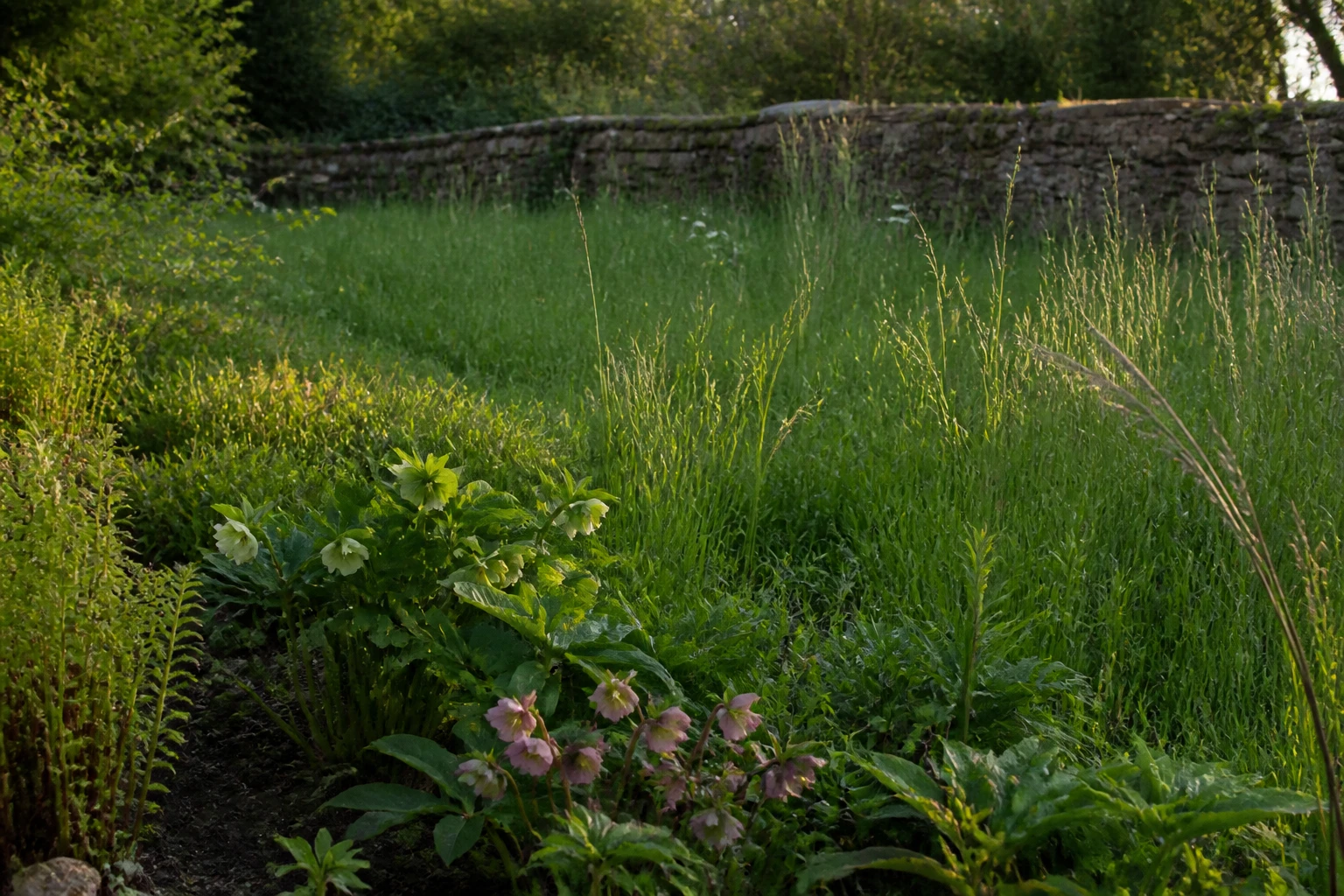 Jardin en été avec herbe haute et muret en pierre, zone propice au passage des serpents