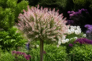 Saule crevette taillé en boule au feuillage panaché rose et blanc dans un jardin