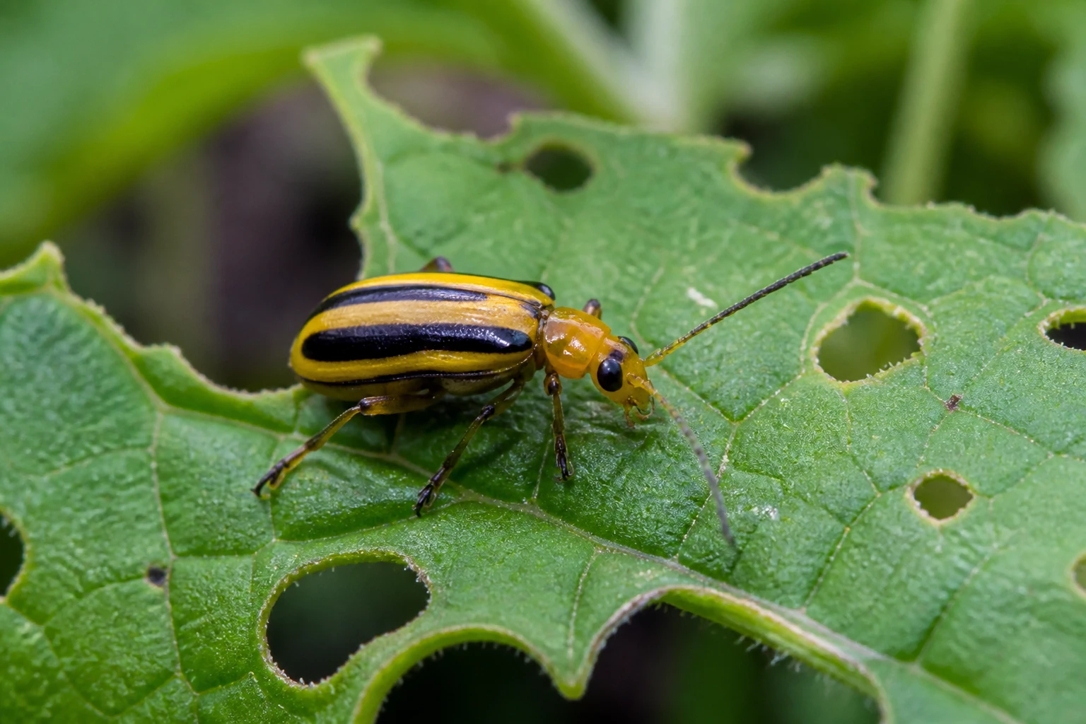 Chrysomèle : comment s&rsquo;en débarrasser et quel produit choisir