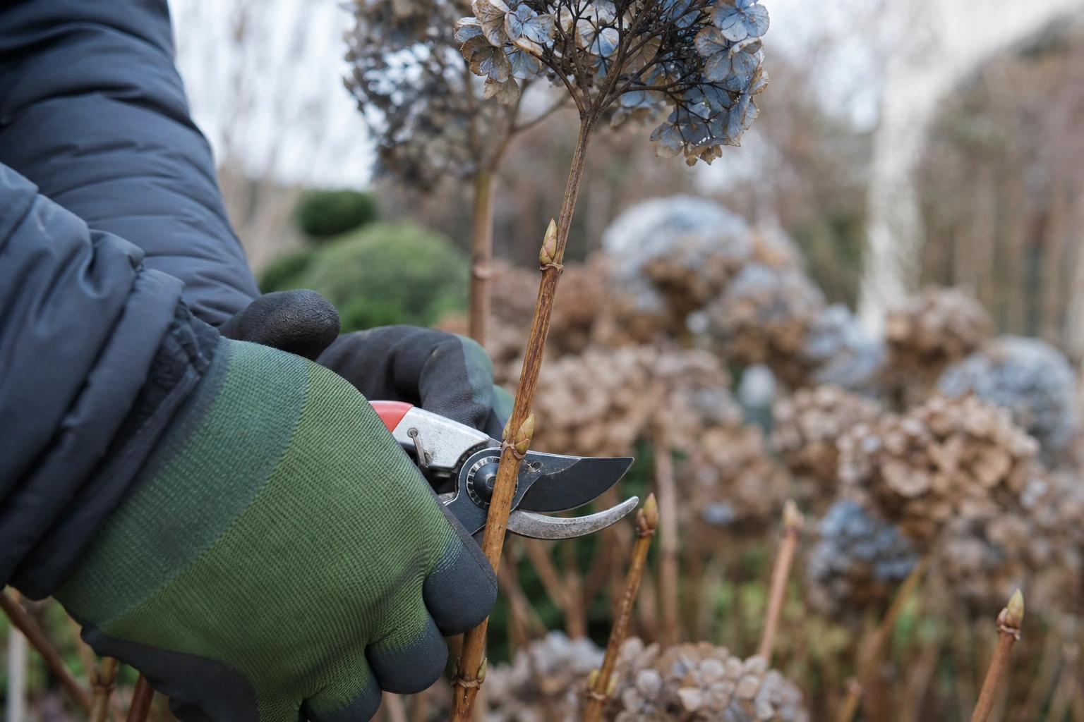 Quand et comment tailler les hortensias selon la variété